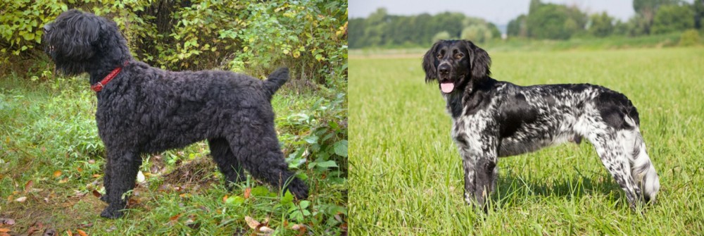 Large Munsterlander vs Black Russian Terrier - Breed Comparison