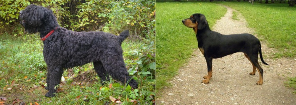 Latvian Hound vs Black Russian Terrier - Breed Comparison