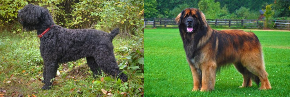 Leonberger vs Black Russian Terrier - Breed Comparison