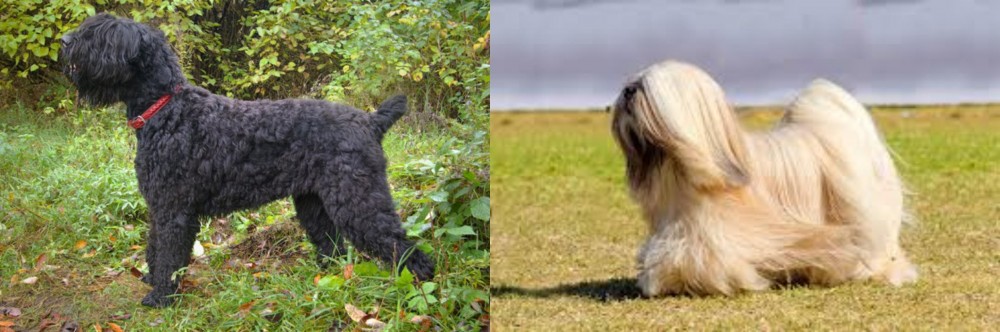 Lhasa Apso vs Black Russian Terrier - Breed Comparison