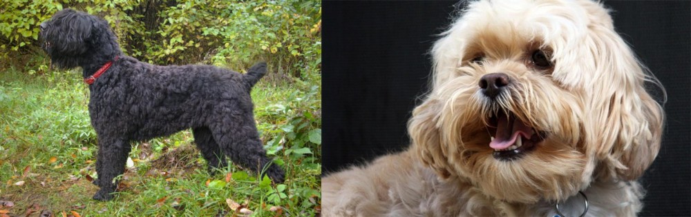 Lhasapoo vs Black Russian Terrier - Breed Comparison