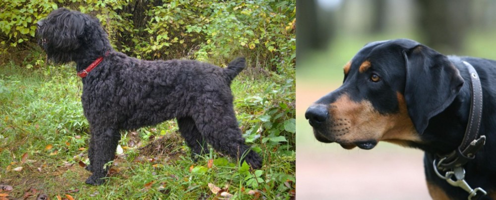 Lithuanian Hound vs Black Russian Terrier - Breed Comparison