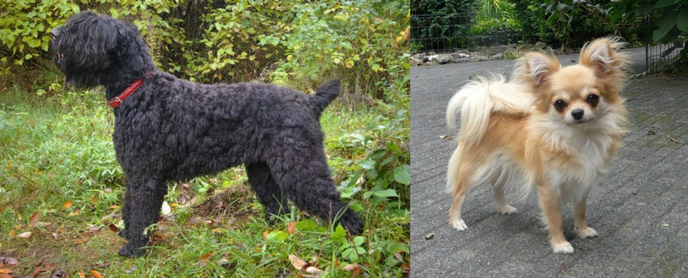 Long Haired Chihuahua vs Black Russian Terrier - Breed Comparison