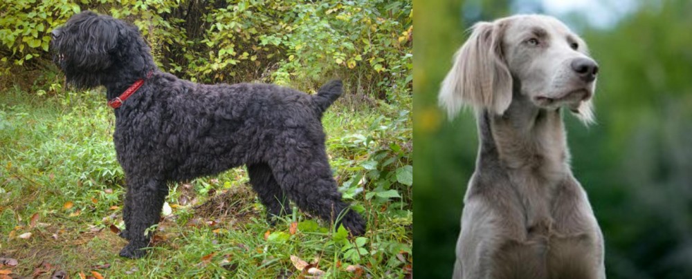 Longhaired Weimaraner vs Black Russian Terrier - Breed Comparison