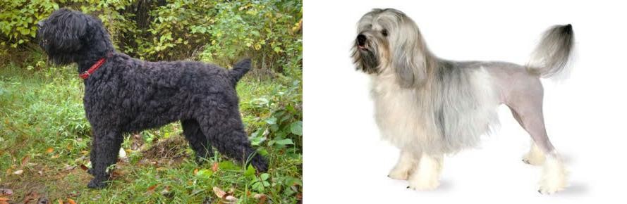 Lowchen vs Black Russian Terrier - Breed Comparison