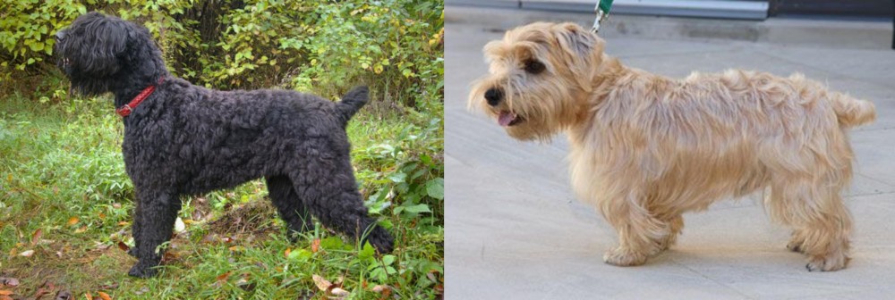 Lucas Terrier vs Black Russian Terrier - Breed Comparison