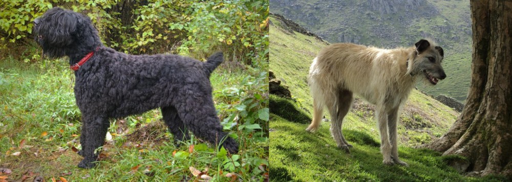 Lurcher vs Black Russian Terrier - Breed Comparison