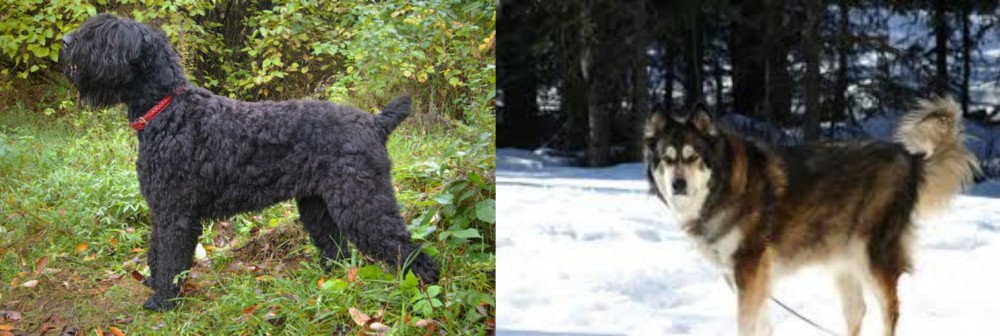 Mackenzie River Husky vs Black Russian Terrier - Breed Comparison