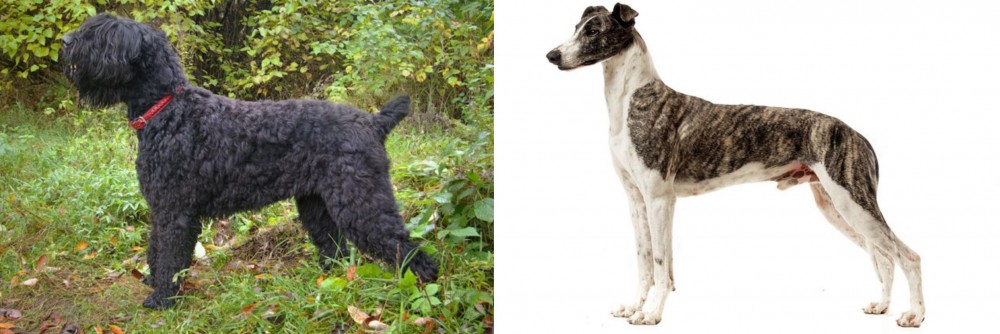 Magyar Agar vs Black Russian Terrier - Breed Comparison