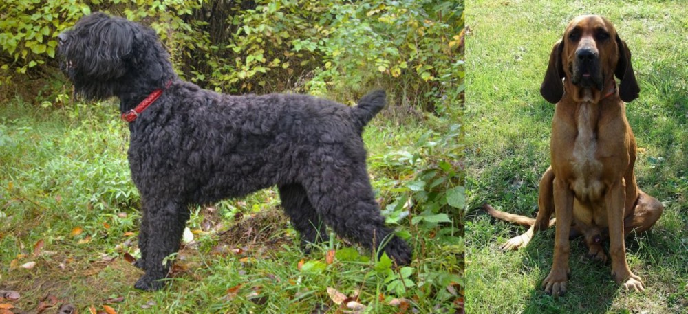 Majestic Tree Hound vs Black Russian Terrier - Breed Comparison