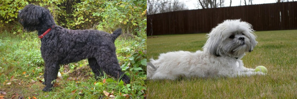 Mal-Shi vs Black Russian Terrier - Breed Comparison