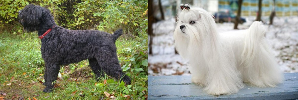 Maltese vs Black Russian Terrier - Breed Comparison