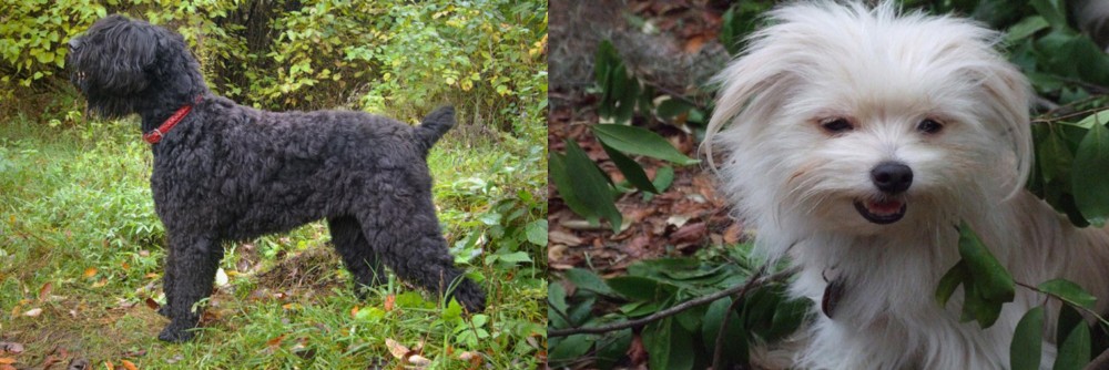 Malti-Pom vs Black Russian Terrier - Breed Comparison