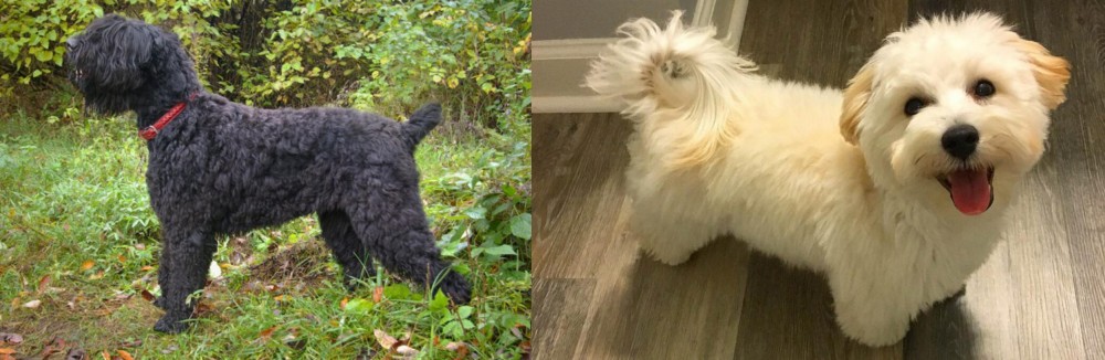 Maltipoo vs Black Russian Terrier - Breed Comparison