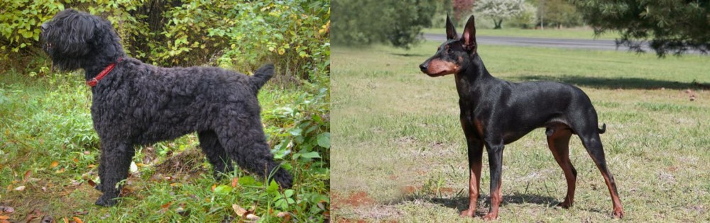 Manchester Terrier vs Black Russian Terrier - Breed Comparison