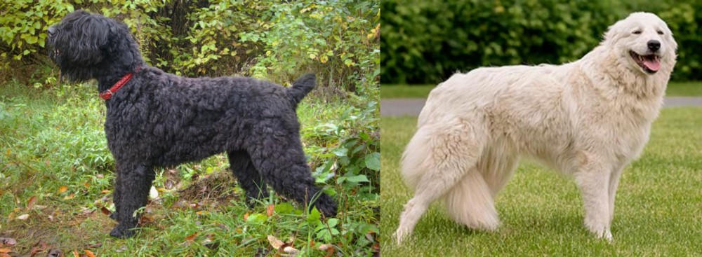 Maremma Sheepdog vs Black Russian Terrier - Breed Comparison