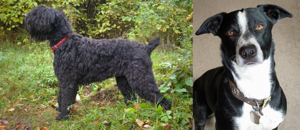 McNab vs Black Russian Terrier - Breed Comparison