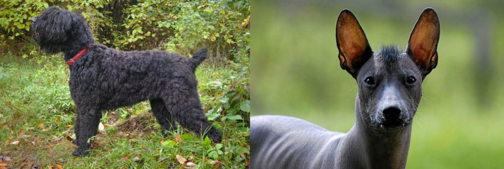 Mexican Hairless vs Black Russian Terrier - Breed Comparison