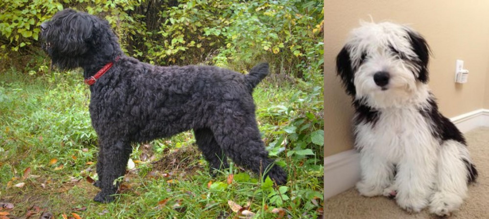 Mini Sheepadoodles vs Black Russian Terrier - Breed Comparison