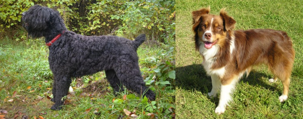 Miniature Australian Shepherd vs Black Russian Terrier - Breed Comparison