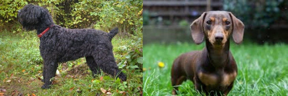 Miniature Dachshund vs Black Russian Terrier - Breed Comparison