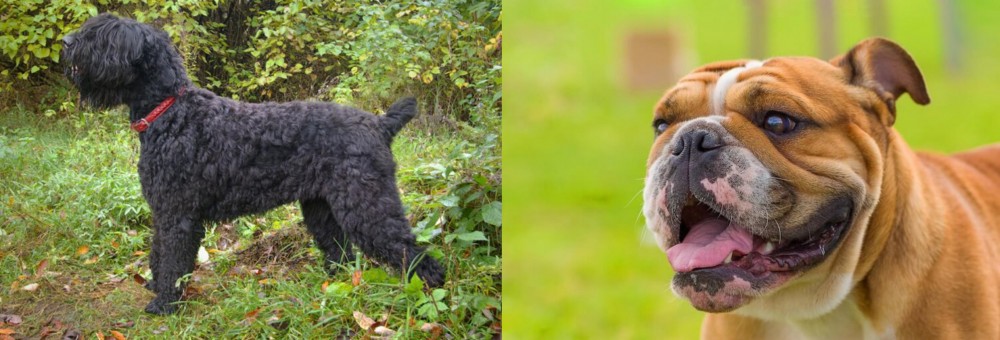 Miniature English Bulldog vs Black Russian Terrier - Breed Comparison
