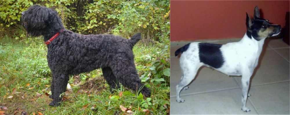 Miniature Fox Terrier vs Black Russian Terrier - Breed Comparison