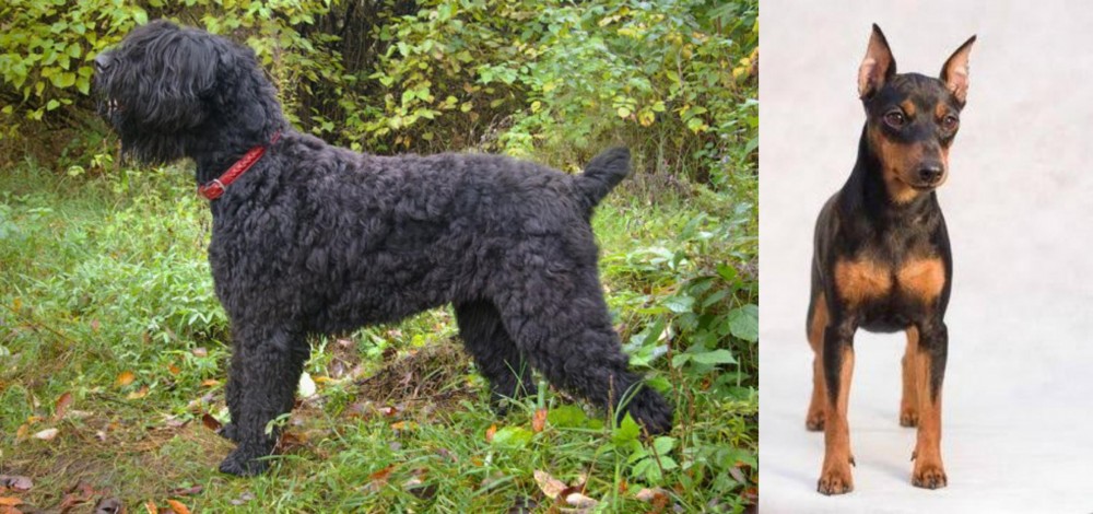Miniature Pinscher vs Black Russian Terrier - Breed Comparison