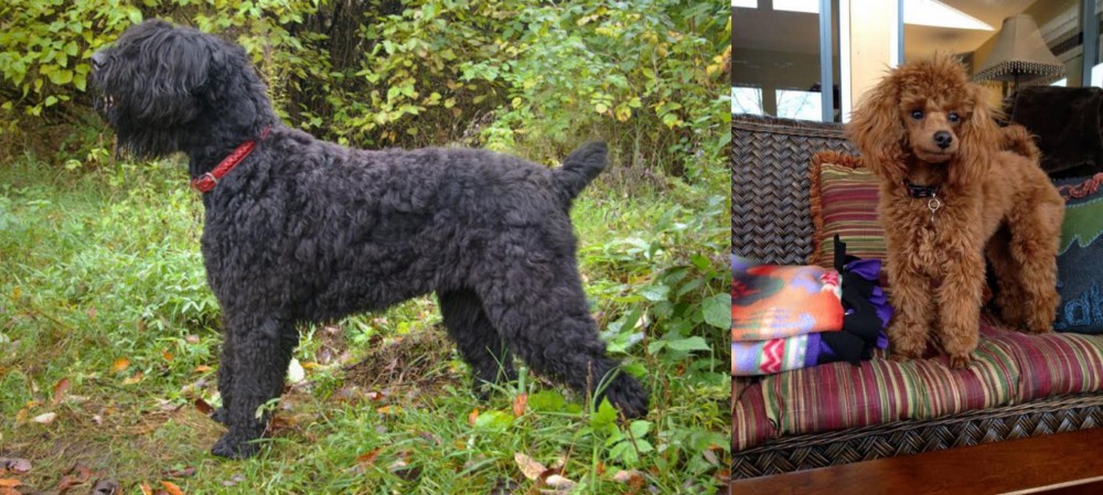 Miniature Poodle vs Black Russian Terrier - Breed Comparison