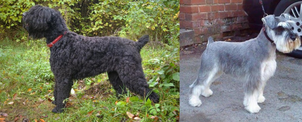 Miniature Schnauzer vs Black Russian Terrier - Breed Comparison