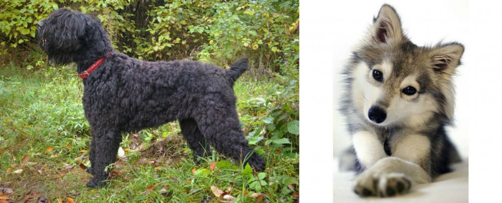 Miniature Siberian Husky vs Black Russian Terrier - Breed Comparison