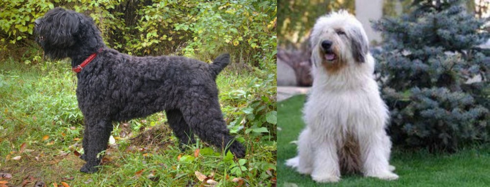 Mioritic Sheepdog vs Black Russian Terrier - Breed Comparison