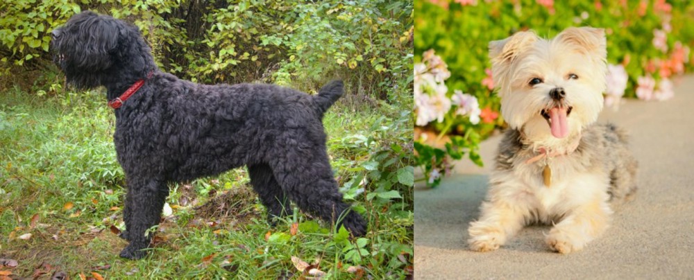 Morkie vs Black Russian Terrier - Breed Comparison