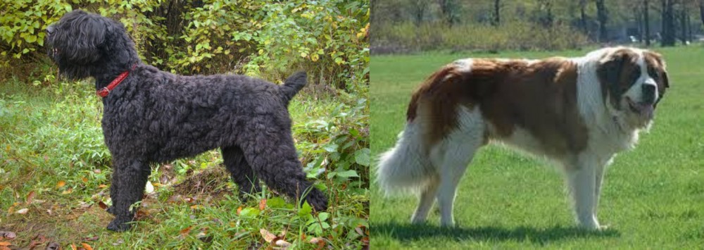 Moscow Watchdog vs Black Russian Terrier - Breed Comparison