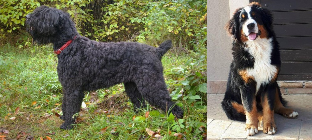 Mountain Burmese vs Black Russian Terrier - Breed Comparison