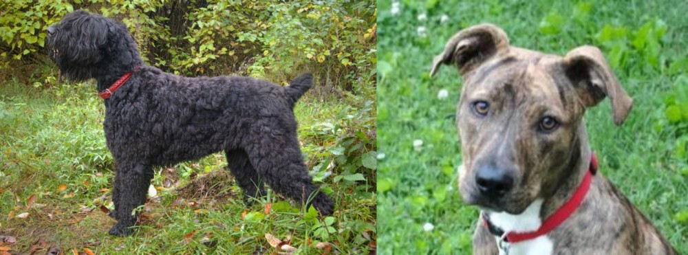 Mountain Cur vs Black Russian Terrier - Breed Comparison