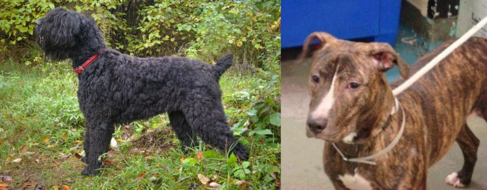 Mountain View Cur vs Black Russian Terrier - Breed Comparison