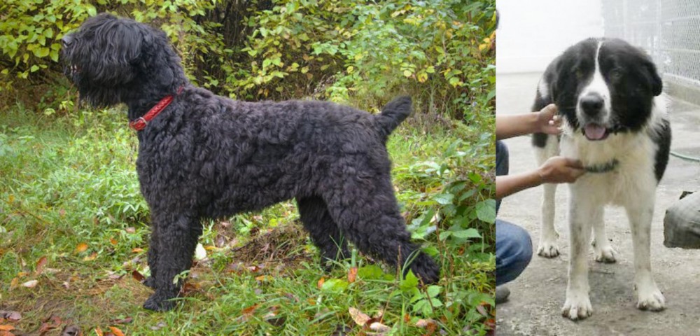 Mucuchies vs Black Russian Terrier - Breed Comparison