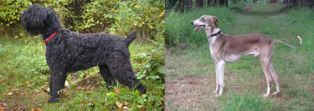 Mudhol Hound vs Black Russian Terrier - Breed Comparison