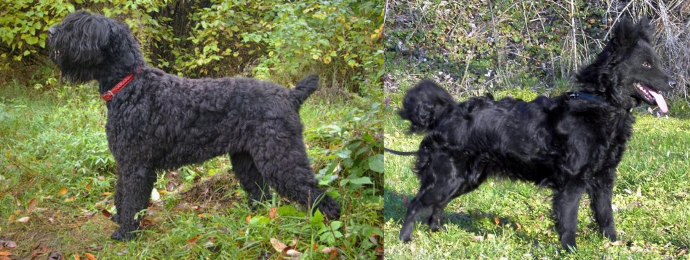 Mudi vs Black Russian Terrier - Breed Comparison