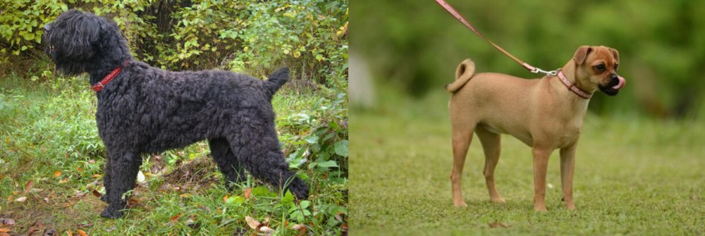 Muggin vs Black Russian Terrier - Breed Comparison