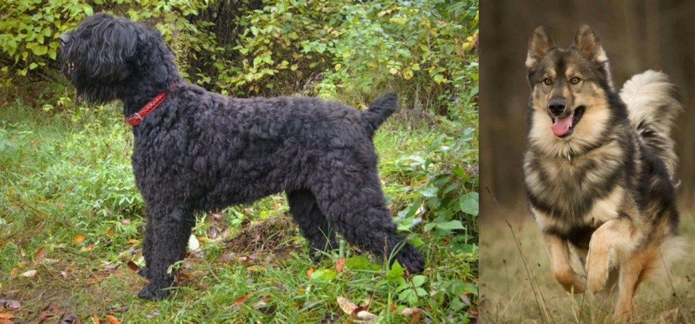 Native American Indian Dog vs Black Russian Terrier - Breed Comparison