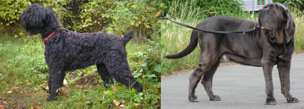 Neapolitan Mastiff vs Black Russian Terrier - Breed Comparison