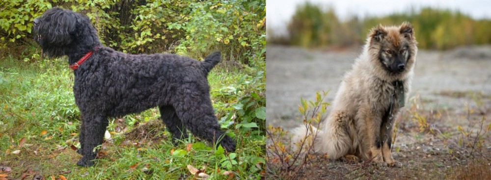 Nenets Herding Laika vs Black Russian Terrier - Breed Comparison