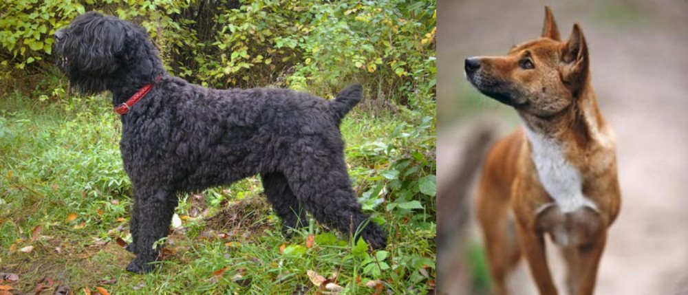 New Guinea Singing Dog vs Black Russian Terrier - Breed Comparison