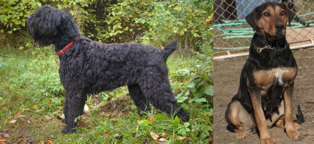 New Zealand Huntaway vs Black Russian Terrier - Breed Comparison