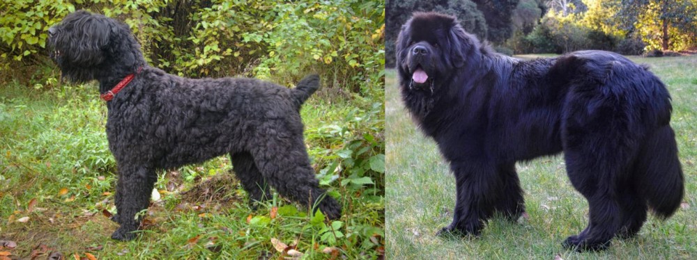 Newfoundland Dog vs Black Russian Terrier - Breed Comparison