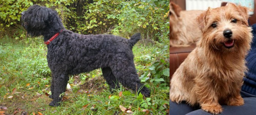 Norfolk Terrier vs Black Russian Terrier - Breed Comparison