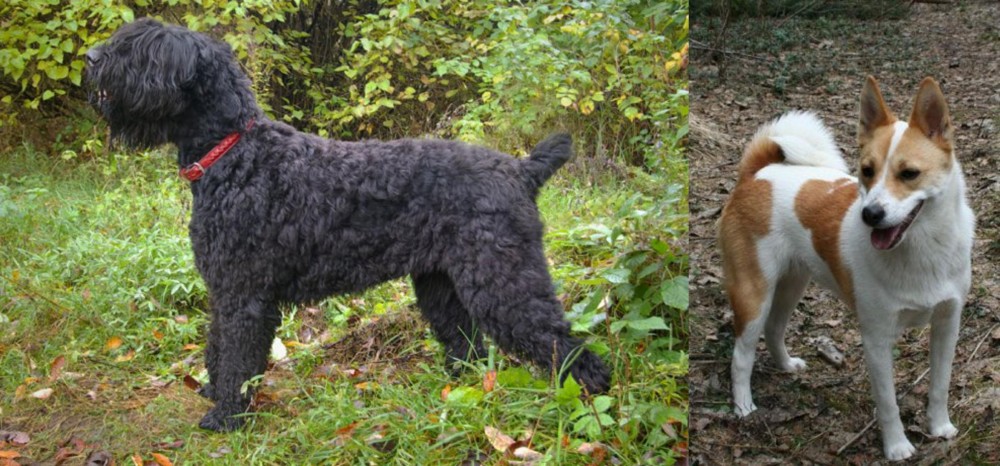 Norrbottenspets vs Black Russian Terrier - Breed Comparison