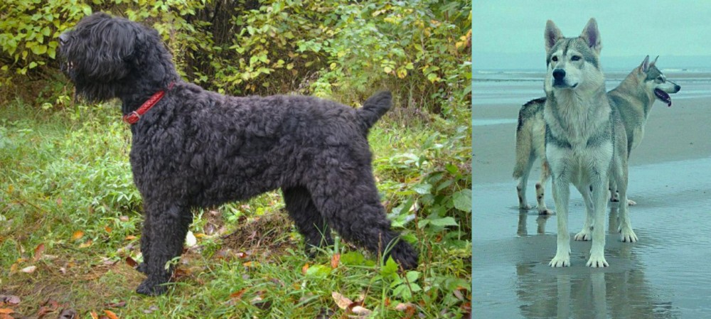 Northern Inuit Dog vs Black Russian Terrier - Breed Comparison